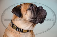 Collare decorativo per Bullmastiff Collare decorativo per Bullmastiff